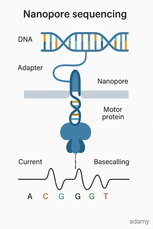Công nghệ Nanopore: Giải trình tự gen theo thời gian thực với độ dài không giới hạn