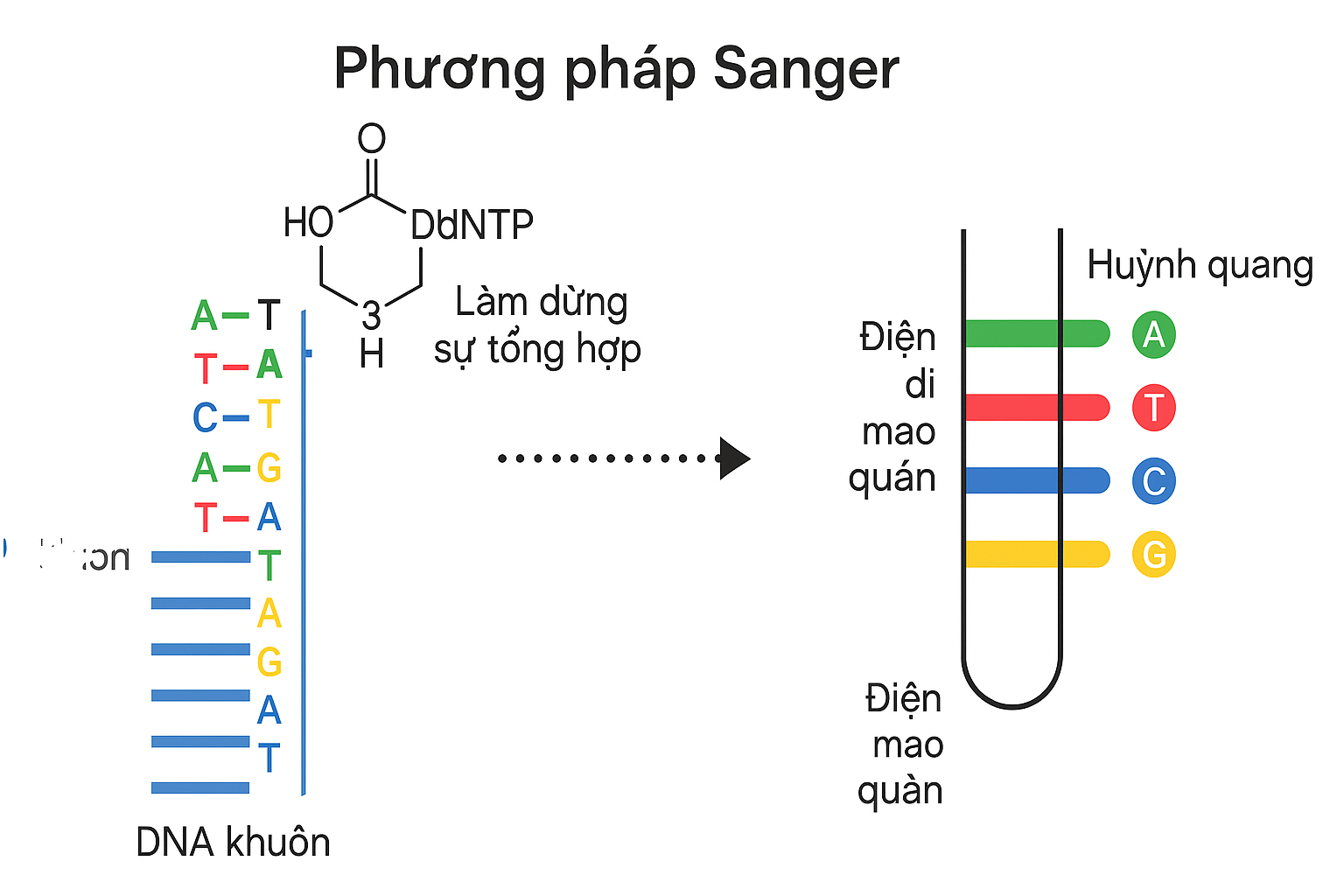 Giải trình tự gen bằng phương pháp Sanger